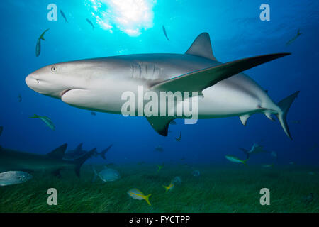Karibischer Riffhai Carcharhinus Perezi, Schwimmen über Seegras, Bahamas Stockfoto