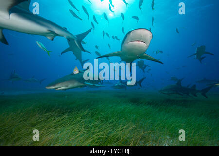 Zitrone-Haifische, Negaprion Brevirostris, Schwimmen über Seegras, Bahamas Stockfoto