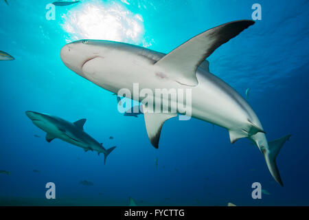 Karibischer Riffhai Carcharhinus Perezi, Schwimmen, Bahamas Stockfoto