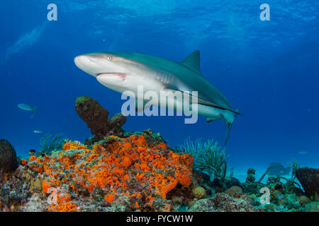 Karibischer Riffhai Carcharhinus Perezi, Schwimmen über Korallenriff, Bahamas Stockfoto