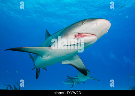 Ein verletzter karibischen Riffhai Carcharhinus Perezi, Schwimmen, Bahamas Stockfoto