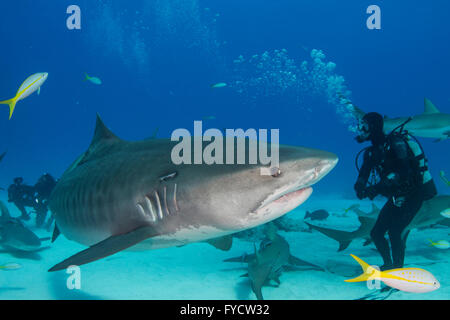 Tigerhai, Galeocerdo Cuvier, Blick auf ein Taucher, Bahamas Stockfoto