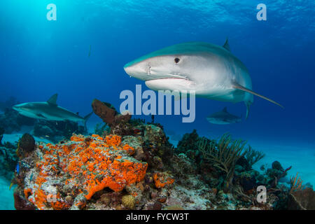 Tigerhai, Galeocerdo Cuvier, Schwimmen über Korallenriff, Bahamas Stockfoto