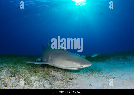 Zitrone Hai, Negaprion Brevirostris auf Seegras, Bahamas Stockfoto