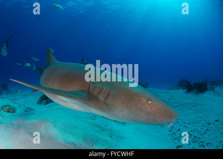 Ammenhai, Ginglymostoma Cirratum, Schwimmen, Bahamas Stockfoto