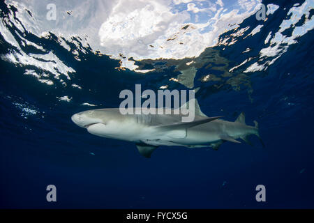 Zitrone Hai, Negaprion Brevirostris, Schwimmen, Bahamas Stockfoto