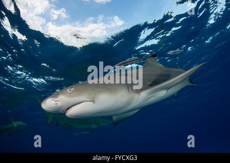 Zitrone Hai, Negaprion Brevirostris, Schwimmen, Bahamas Stockfoto