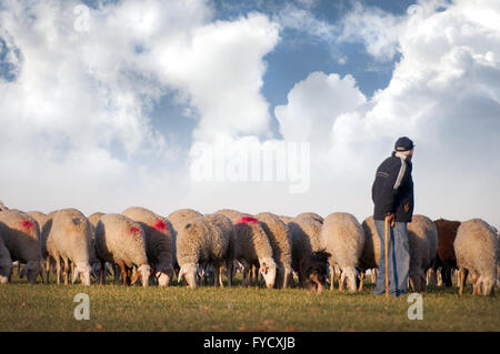 Hirte mit Schafen auf einer Wiese Stockfoto