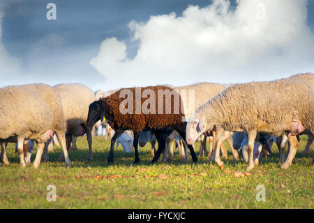 Hirte mit Schafen auf einer Wiese Stockfoto