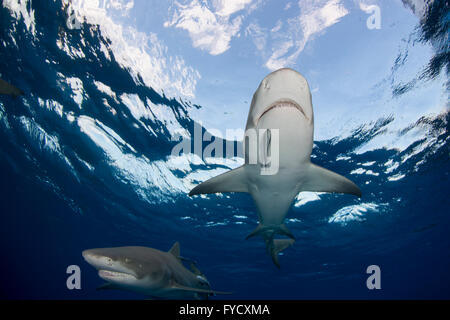 Zitrone Hai, Negaprion Brevirostris, Unterseite, Bahamas Stockfoto