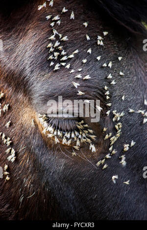 Befall der Fütterung auf das Pferd Auge feucht zartes Fleisch in einem warmen Frühlings-Nachmittag fliegen. Stockfoto