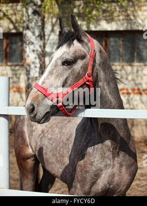 Apfelschimmel grauen Lusitano Pferd Fohlen im Gestüt Stockfoto