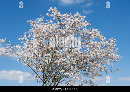 Amelanchier Laevis. Allegheny Elsbeere / Eschen Baum in Blüte vor blauem Himmel Stockfoto