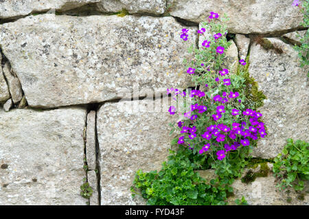 Aubrieta Arzt Maultiere Blume auf einem Steingarten Mauer aus Stein. Großbritannien Stockfoto