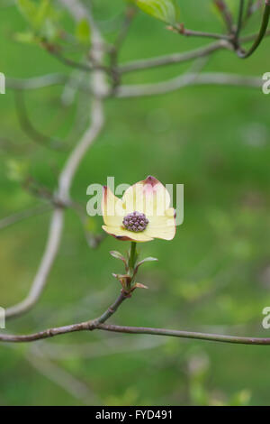 Cornus Ormonde. Ormonde Hartriegel Baum in Blüte Stockfoto