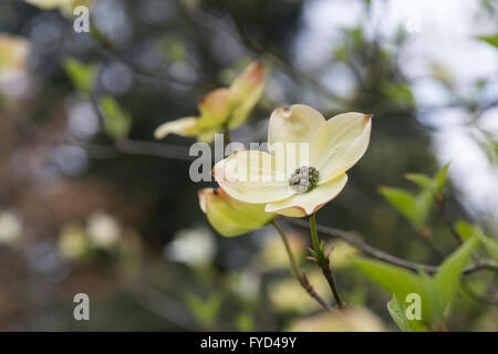 Cornus Ormonde. Ormonde Hartriegel Baum in Blüte Stockfoto