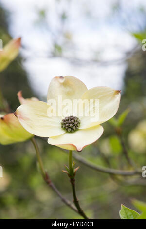 Cornus Ormonde. Ormonde Hartriegel Baum in Blüte Stockfoto