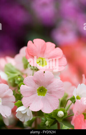 Primula Obconica Libre Gruppe. Deutsche Primel Blumen wachsen in einer geschützten Umgebung. Stockfoto
