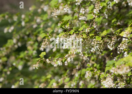 Ribes Sanguineum wächst in einem Waldgebiet Garten. Blühende Johannisbeere im zeitigen Frühjahr. Stockfoto