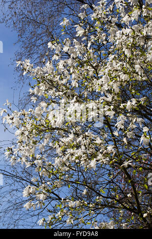 Magnolien blühen im Frühjahr vor einem blauen Himmel. Stockfoto Magnolien blühen im Frühjahr vor einem blauen Himmel. Stockfoto