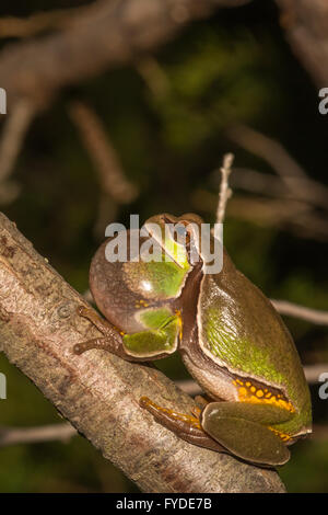 Pine Barrens Treefrog Stockfoto