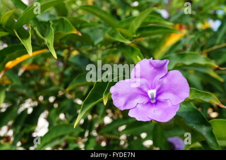 Gestern, heute und morgen lila tropische Blume (Brunfelsia Grandiflora) Stockfoto