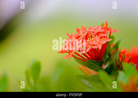 Blume: Ixora Spike ist eine Gattung von Blütenpflanzen in der Familie der Rubiaceae. Es ist die einzige Gattung in den Stamm Ixoreae. Es bestehen Stockfoto