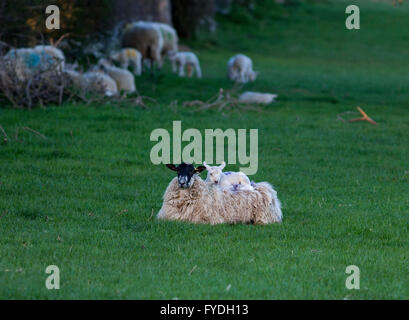 Teesdale, County Durham, Großbritannien. 25. April 2016, UK Wetter.  Mit einem anderen kalt und frostig Nacht im Store für Nordengland ein Lamm macht sich komfortabel und Betten nach unten auf ihre Mütter zurück. Bildnachweis: David Forster/Alamy Live-Nachrichten Stockfoto