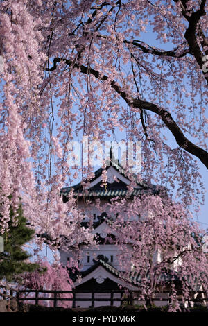 Hirosaki Schloss sieht man hinter einem Shidare weinend Kirschblüten in Hirosaki Park in Hirosaki, Präfektur Aomori, Japan, 25. April 2016. Hirosaki Park zählt mit über 2600 Kirschbäumen Japans beliebtesten Reiseziele für Kirschblütenschau. © Yuriko Nakao/AFLO/Alamy Live-Nachrichten Stockfoto