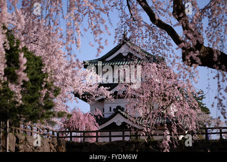 Hirosaki Schloss sieht man hinter einem Shidare weinend Kirschblüten in Hirosaki Park in Hirosaki, Präfektur Aomori, Japan, 25. April 2016. Hirosaki Park zählt mit über 2600 Kirschbäumen Japans beliebtesten Reiseziele für Kirschblütenschau. © Yuriko Nakao/AFLO/Alamy Live-Nachrichten Stockfoto