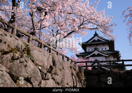 Hirosaki Schloss ist der Vergangenheit Kirschblütenbäume im Hirosaki Park in Hirosaki, Präfektur Aomori, Japan, 25. April 2016 gesehen. Hirosaki Park zählt mit über 2600 Kirschbäumen Japans beliebtesten Reiseziele für Kirschblütenschau. © Yuriko Nakao/AFLO/Alamy Live-Nachrichten Stockfoto