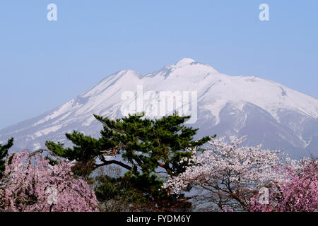 Mount Iwaki ist hinter Bäumen Kirschblüten in Hirosaki Park in Hirosaki, Präfektur Aomori, Japan, 25. April 2016 gesehen. Hirosaki Park zählt mit über 2600 Kirschbäumen Japans beliebtesten Reiseziele für Kirschblütenschau. © Yuriko Nakao/AFLO/Alamy Live-Nachrichten Stockfoto