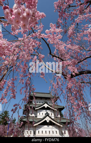 Hirosaki Schloss ist der Vergangenheit ein weinender Kirschenbaum in Hirosaki Park in Hirosaki, Präfektur Aomori, Japan, 25. April 2016 gesehen. Hirosaki Park zählt mit über 2600 Kirschbäumen Japans beliebtesten Reiseziele für Kirschblütenschau. © Yuriko Nakao/AFLO/Alamy Live-Nachrichten Stockfoto