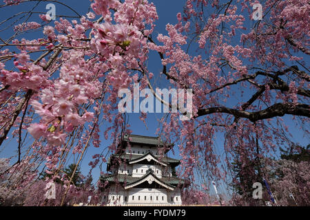 Hirosaki Schloss ist der Vergangenheit ein weinender Kirschenbaum in Hirosaki Park in Hirosaki, Präfektur Aomori, Japan, 25. April 2016 gesehen. Hirosaki Park zählt mit über 2600 Kirschbäumen Japans beliebtesten Reiseziele für Kirschblütenschau. © Yuriko Nakao/AFLO/Alamy Live-Nachrichten Stockfoto