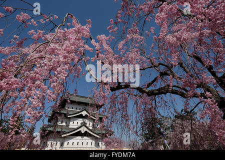 Hirosaki Schloss ist der Vergangenheit ein weinender Kirschenbaum in Hirosaki Park in Hirosaki, Präfektur Aomori, Japan, 25. April 2016 gesehen. Hirosaki Park zählt mit über 2600 Kirschbäumen Japans beliebtesten Reiseziele für Kirschblütenschau. © Yuriko Nakao/AFLO/Alamy Live-Nachrichten Stockfoto