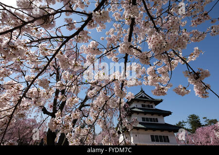 Hirosaki Schloss ist vorbei an einem Kirschbaum im Hirosaki Park in Hirosaki, Präfektur Aomori, Japan, 25. April 2016 gesehen. Hirosaki Park zählt mit über 2600 Kirschbäumen Japans beliebtesten Reiseziele für Kirschblütenschau. © Yuriko Nakao/AFLO/Alamy Live-Nachrichten Stockfoto