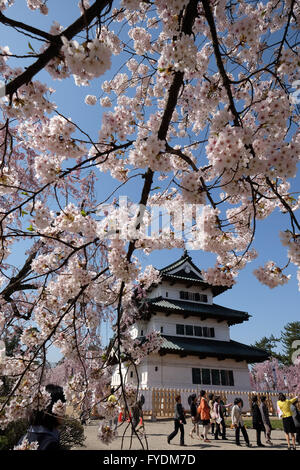 Hirosaki Schloss ist vorbei an einem Kirschbaum im Hirosaki Park in Hirosaki, Präfektur Aomori, Japan, 25. April 2016 gesehen. Hirosaki Park zählt mit über 2600 Kirschbäumen Japans beliebtesten Reiseziele für Kirschblütenschau. © Yuriko Nakao/AFLO/Alamy Live-Nachrichten Stockfoto