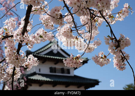 Hirosaki Schloss ist vorbei an einem Kirschbaum im Hirosaki Park in Hirosaki, Präfektur Aomori, Japan, 25. April 2016 gesehen. Hirosaki Park zählt mit über 2600 Kirschbäumen Japans beliebtesten Reiseziele für Kirschblütenschau. © Yuriko Nakao/AFLO/Alamy Live-Nachrichten Stockfoto