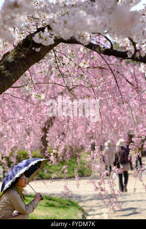 Eine Frau bewundert Kirsche Blüte Bäume Schloss Hirosaki ist vorbei an einem Kirschbaum im Hirosaki Park in Hirosaki, Präfektur Aomori, Japan, 25. April 2016 gesehen. Hirosaki Park zählt mit über 2600 Kirschbäumen Japans beliebtesten Reiseziele für Kirschblütenschau. © Yuriko Nakao/AFLO/Alamy Live-Nachrichten Stockfoto