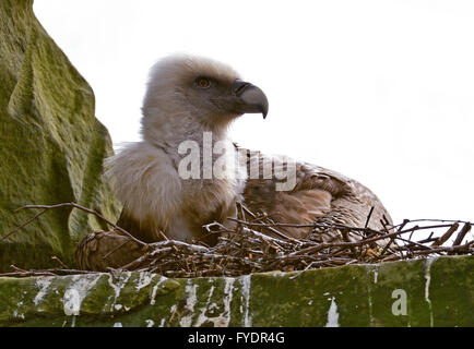 Nordhorn, Deutschland. 26. April 2016. HANDOUT - ein männlicher Geier sitzen in sein Nest in einem Gehege im Tierpark in Nordhorn, Deutschland, 26. April 2016. Zusammen mit seinem männlichen Partner soll das schwule Geier-paar ein Ei auszubrüten. Foto: FRANZ FRIELING/TIERPARK NORDHORN/Dpa (Achtung Redaktion: Editorial Verwendung nur in Verbindung mit aktuellen Reportings/obligatorischen Kredit: Foto: Franz Frieling/Tierpark Nordhorn/Dpa redaktionelle Nutzung nur) / Dpa/Alamy Live News Stockfoto