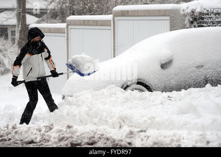 Steinheid, Deutschland. 26. April 2016. Eine Frau löscht Schnee von ihrer Unterkunft in Steinheid, Deutschland, 26. April 2016. Teilen Deutschlands wurden von starken Schneefällen getroffen. Foto: STEFAN THOMAS/Dpa/Alamy Live News Stockfoto