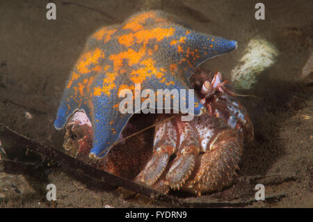 15. Oktober 2014 - Alaskan Einsiedlerkrebs (Pagurus Ochotensis) versteckt unter den Starphish Asterina (Patiria Pectinifera) Fernen Osten, Meer von Japan, Russland © Andrey Nekrassow/ZUMA Wire/ZUMAPRESS.com/Alamy Live-Nachrichten Stockfoto