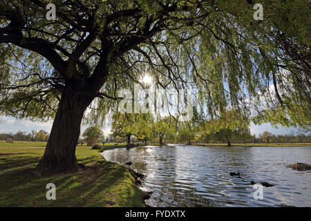 Bushy Park, London, UK. 26. April 2016. UK-Wetter: Die Sonne scheint durch die Blätter einer Trauerweide neben dem Teich Heron in Bushy Park auf einen Nachmittag voller Sonnenschein und Duschen in SW London. Bildnachweis: Julia Gavin UK/Alamy Live-Nachrichten Stockfoto