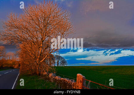 Somerset, UK. 26. April 2016. Großbritannien Wetter. am frühen Abend Sonnenuntergang mit threating Gewitterwolken über Green Erz in Somerset in der Nähe der Stadt Wells. Bildnachweis: Robert Timoney/Alamy Live-Nachrichten Stockfoto