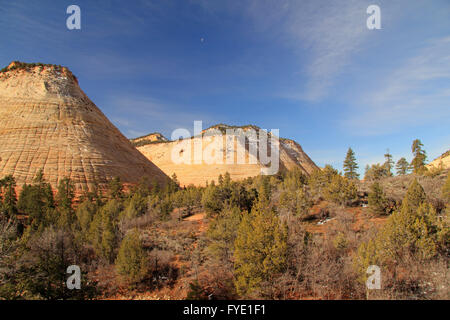 Checkerboard Mesa im Zion Nationalpark, Utah Stockfoto