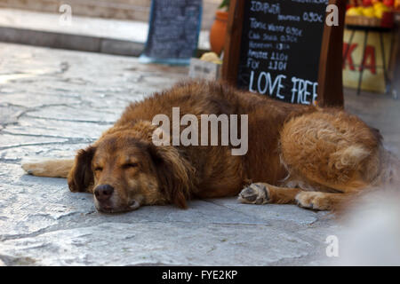 Schlafenden Hund auf der Straße neben der Cafeteria entspannen Stockfoto