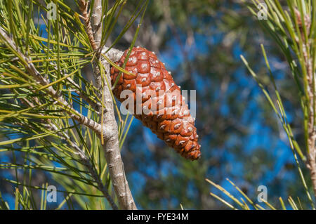 Detail der Blätter, Zweige und Zapfen der Aleppo-Kiefer, Pinus halepensis Stockfoto