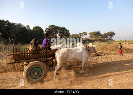 Burmesische wenige Kleinbauern mit ihren Trampen bis (Old Bagan - Myanmar). Ehepaar de Petits Fermiers et Sohn Attelage. Stockfoto