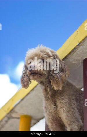 Wollige Hund mit einem alten Haus hinter Stockfoto