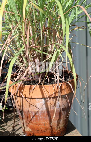 Zitronengras oder auch bekannt als Cymbopogon wächst in einem Topf Stockfoto